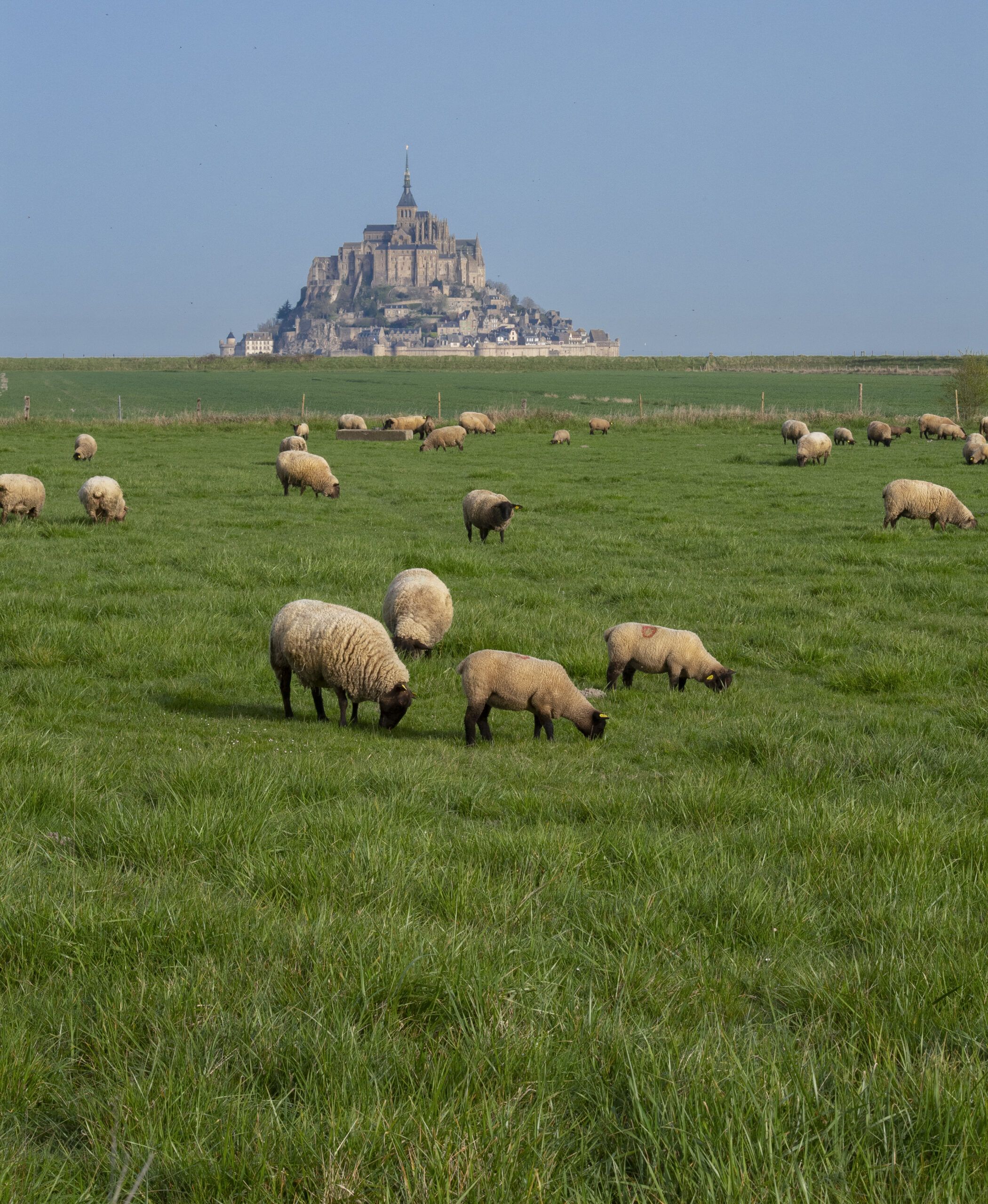 mont saint michel et mouton